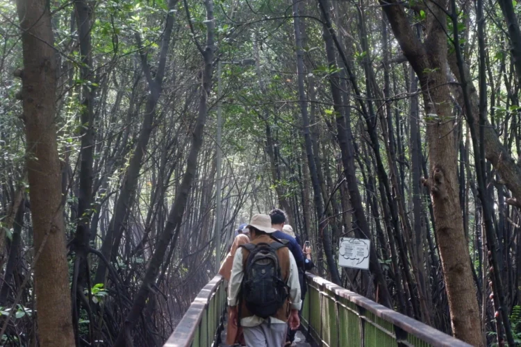 Praktikum Lapang Silvikultur Tropika IPB : Pentingnya Mempelajari Hutan Mangrove di Indonesia